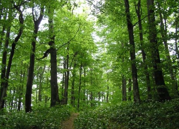 šuma nova