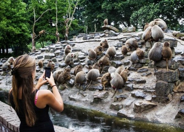 babuni u holandskom zoo vrtu