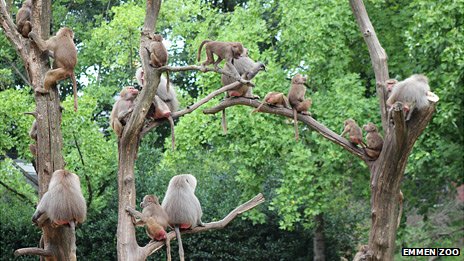 babuni u holandskom zoo vrtu