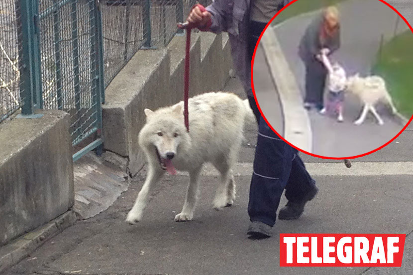 napad vuka na djevojčicu