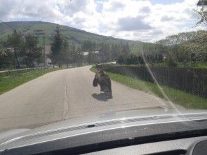 medvjed na ulicama Kupresa