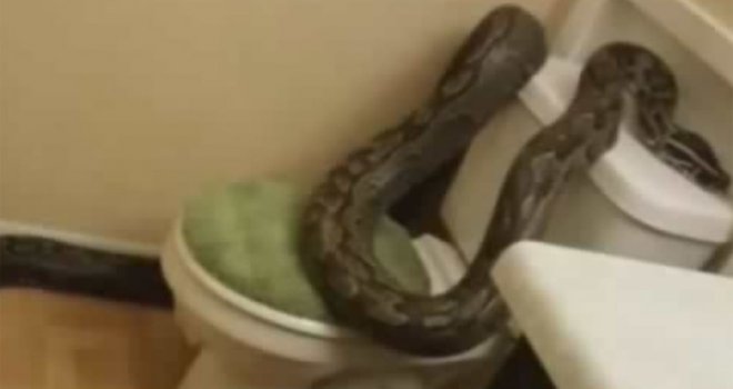 Ženu ujeo piton dok je sjedila na wc šolji
