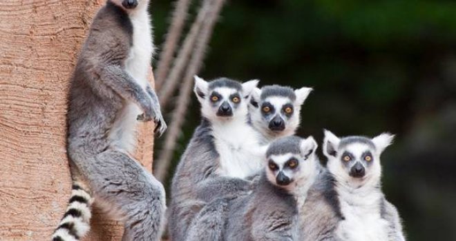 U Pinoirsku dolinu stiži merkati i lemuri