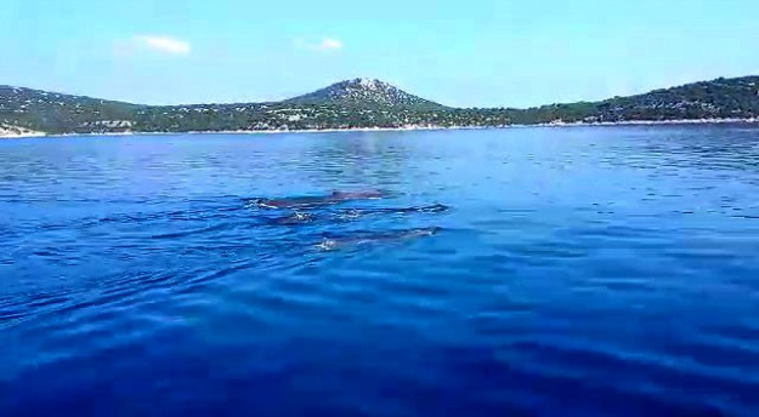 kitovi-u-jadranu
