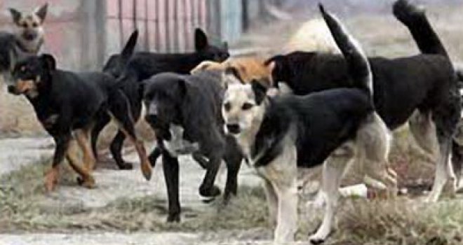 U BiH se pojavilo bjesnilo, veterinarski inspektor upozorava: Čuvajte se ugriza, ne moraju postojati nikakvi simptomi...