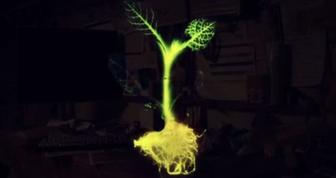 Biste li ovo imali u vašoj dnevnoj sobi: Svijetleće biljke uskoro ćete moći uzgojiti sami