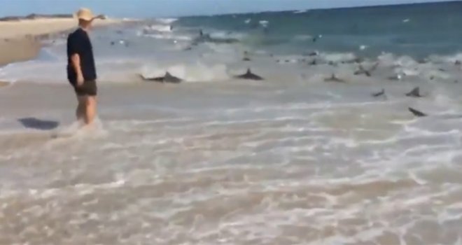 Šok na plaži: Više od stotinu gladnih morskih pasa navalilo na obalu u potrazi za hranom
