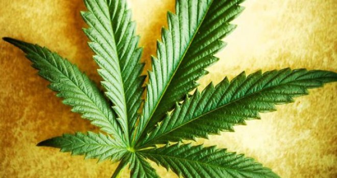 U BiH počinje akcija za legalizaciju ulja kanabisa: I tako se za veliki novac prodaje na 'crnom tržištu'
