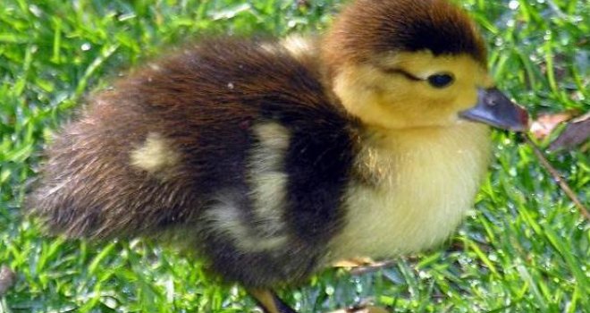 Kuda ide ovaj svijet: Spolne organe u udžbenicima zamijenile fotografije pačića, izbačena riječ 'dojka'!?