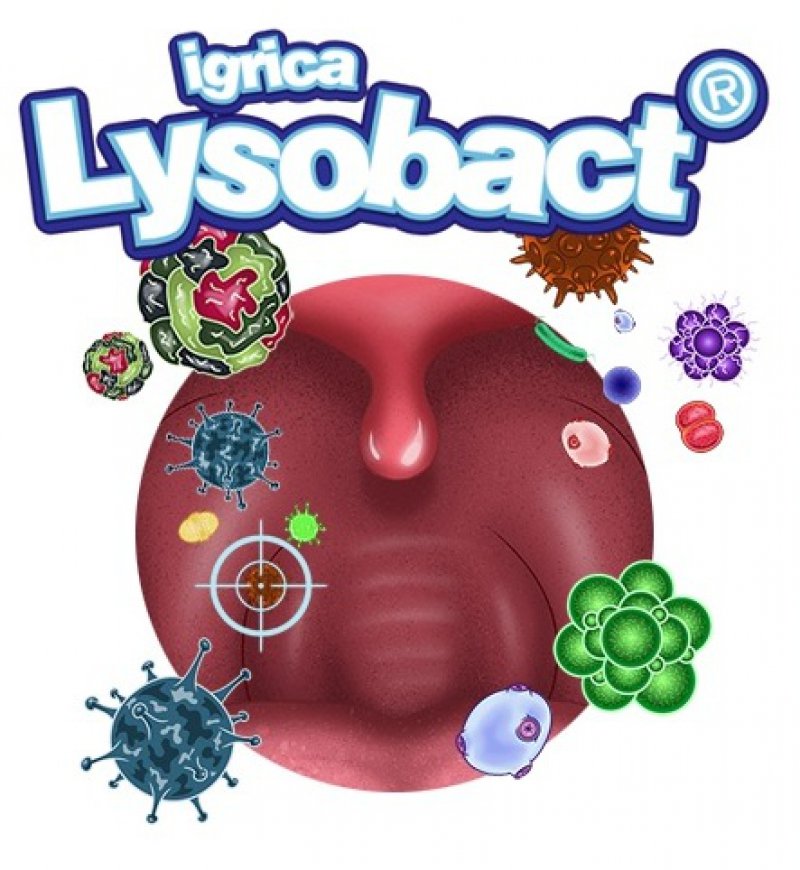 lysobact-igrica
