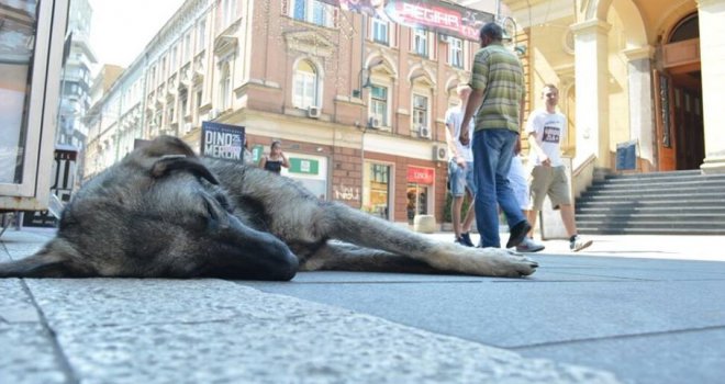 Broj pasa lutalica za dvije godine opao za 38 posto