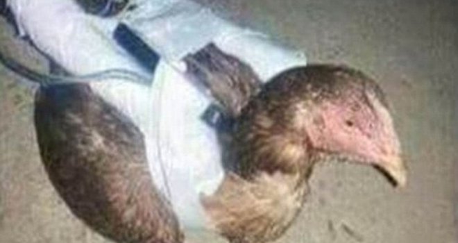ISIS-ovci imaju novu podlu metodu ubijanja: Kokoši samoubojice se raznesu kad se približe neprijatelju