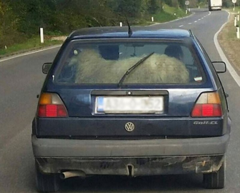 ovca-golf-modrica