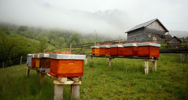 Veliki pomor pčela u FBiH, košnice utihnule: Čak 60 posto ih je uginulo od gladi!