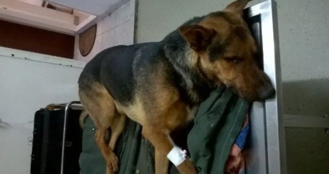 Nakon napada na dječaka, građani Jablanice 'uzeli stvar u svoje ruke': Masovno trovanje pasa lutalica