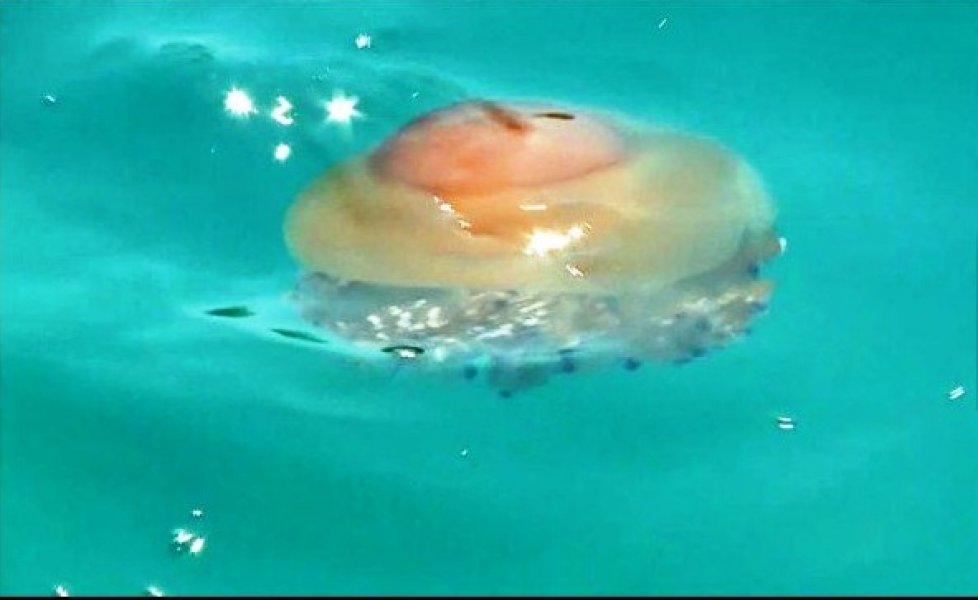 meduze-pula-jadran