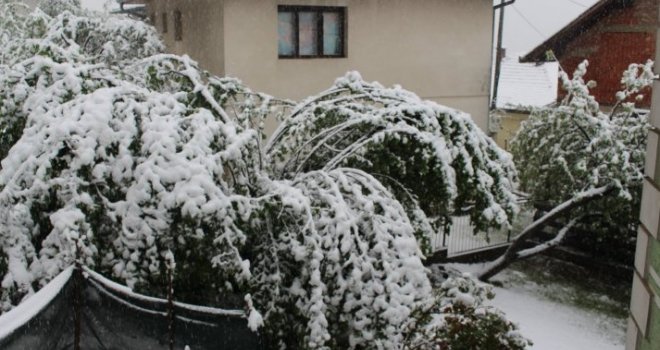 Mećava u sjevernoj Bosni: Pod teretom aprilskog snijega stabla se ruše, voćnjaci stradaju