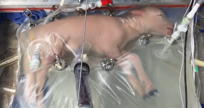 Naučnici stvorili umjetnu maternicu, trebala bi smanjiti smrtnost nedonoščadi