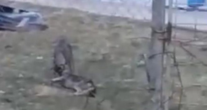 Uznemirujući snimak: Pas jede mrtvog psa u azilu u Prači