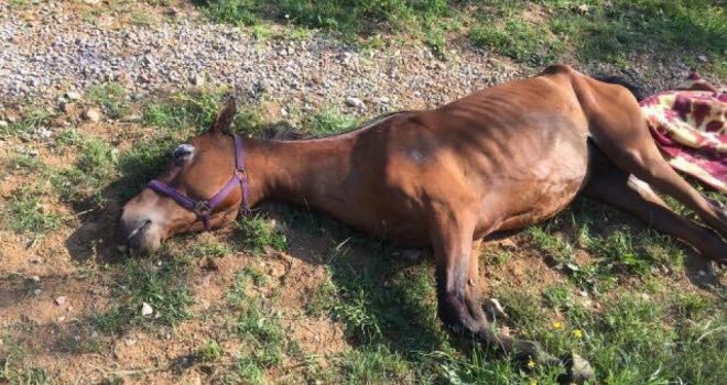 Provaljeno na imanje Amira Zukića: Njegovog konja izudarali i usmrtili tupim predmetom