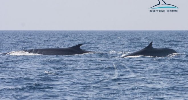 Dva velika kita opažena kod Lošinja, jedan ima ožiljke