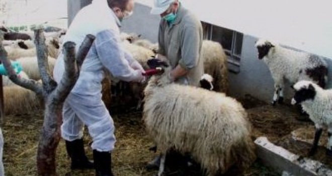 U SBK 45 osoba oboljelo od bruceloze, samo u Kiseljaku eutanizirano više od stotinu životinja