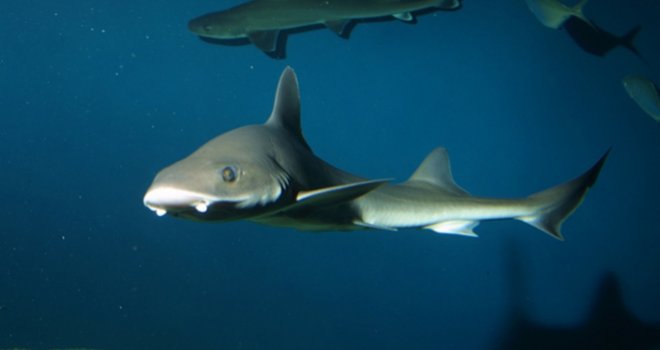 Ovako izgleda morski pas iz Neumskog zaliva: Na donjoj vilici ima čak 1.200 zuba, može narasti i do dva metra