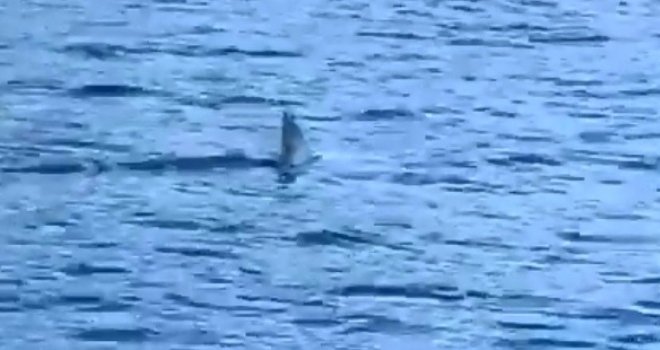 U blizini Makarske pojavio se morski pas! Snimili su ga jako blizu obale! 