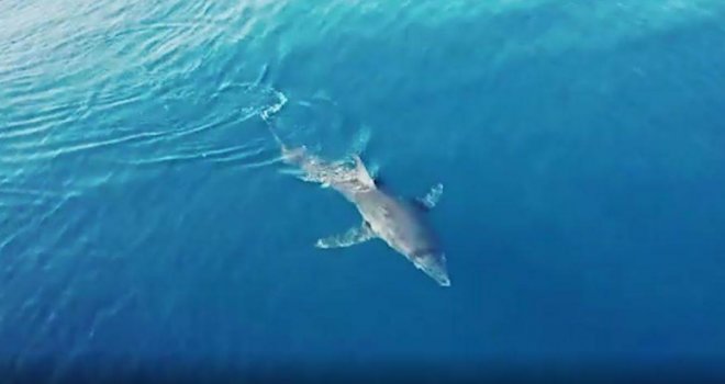 Ponovo snimljen morski pas: Ovog puta uočen u Korčulanskom kanalu