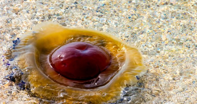 Prva pomoć na moru: Šta kad vas ubode meduza ili jež?