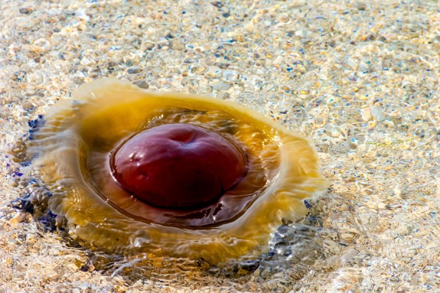 meduza-u-tucepima
