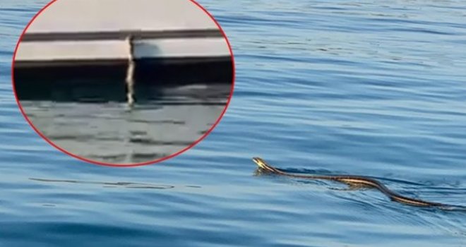 Na Jadranu snimljena najduža evropska zmija kako se penje na brod: Stvarno može narasti...