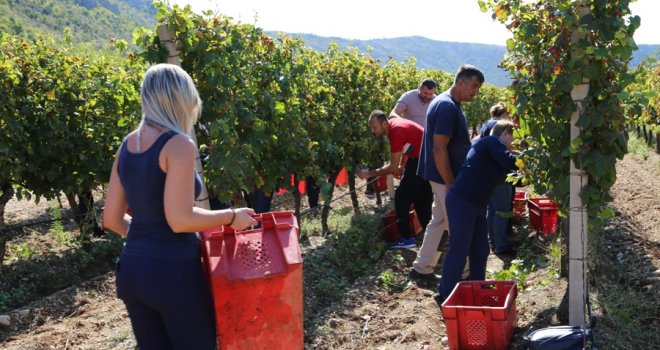 Velika akcija u hercegovačkim vinogradima: Uposlenici KONZUM-a u berbi grožđa 