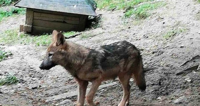 Mladi vuk, kojeg je u šumi spasio bh. reprezentativac, postao novi stanovnik Pionirske doline