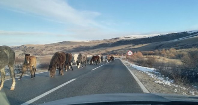 Užas u BiH: Automobilom naletio na konje, ima mrtvih i povrijeđenih