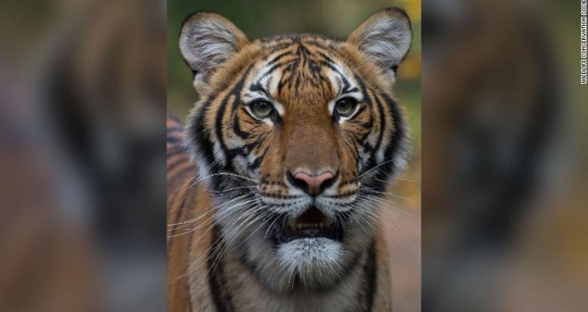 Prvi tigar u svijetu pozitivan na koronavirus, pretpostavlja se da ga je zarazio radnik u zoološkom vrtu