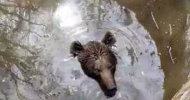 Dramatična akcija u Hercegovini: Dobri ljudi spasili medvjeda iz bunara