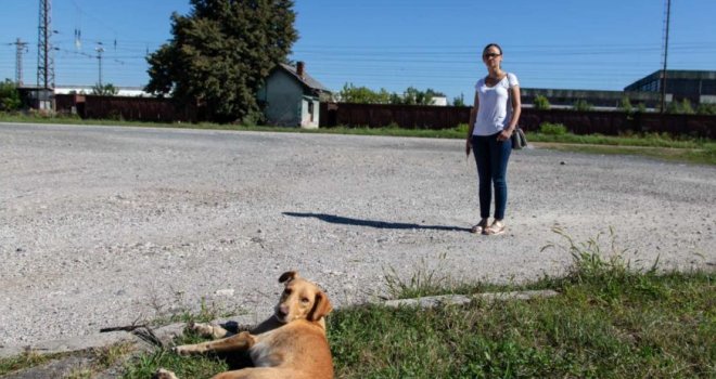 Užas u Prijedoru: Čopor pasa lutalica napao i izgrizao djevojčicu dok sa vraćala iz škole
