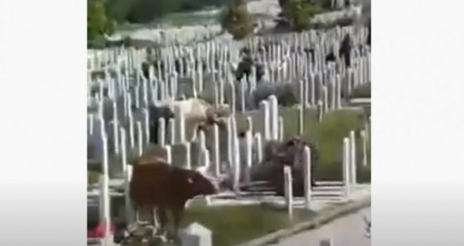 Krave 'okupirale' sarajevsko groblje, iz Pokopa se izvinjavaju: 'Naši čuvari ne mogu biti na svakom mjestu u isto vrijeme!'