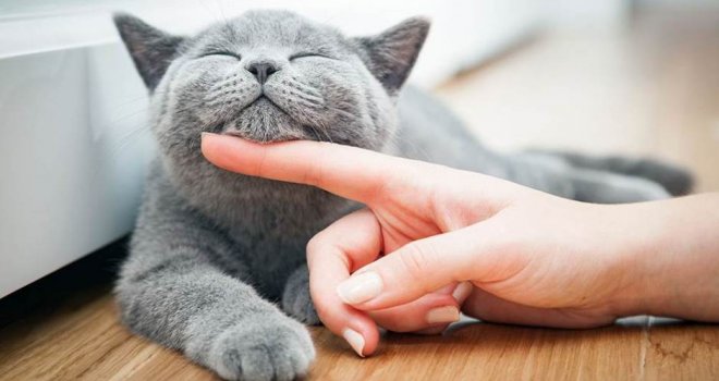 Dr. Gligić: Neka istraživanja ukazuju da niko ko ima mačke nije obolio od Covida-19