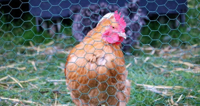 Naučnici misle da su napokon otkrili šta je bilo prvo - kokoš ili jaje