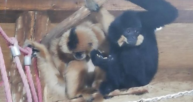 Par gibona novi stanovnici Pionirske doline i zoo vrta