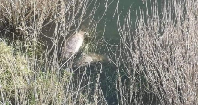 Pomor ribe u Buškom jezeru, na terenu i inspektori: Ribari imaju svoje teorije šta se dogodilo