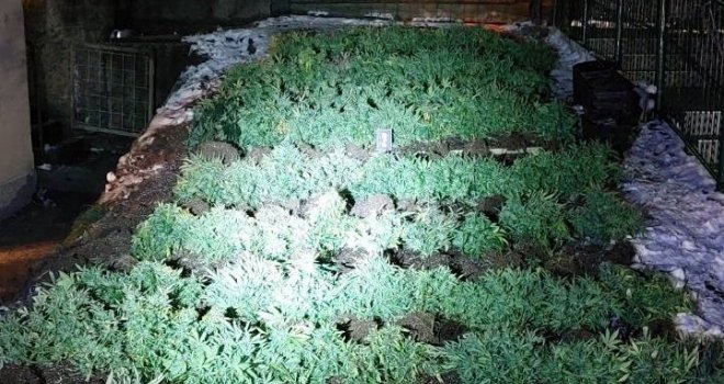 Sarajevska policija u akciji 'Botanika': Na Pofalićima pronašli laboratoriju za uzgoj marihuane