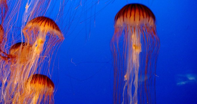 Objavljena karta rasprostranjenosti meduza u Jadranu: Evo gdje ih ima najviše