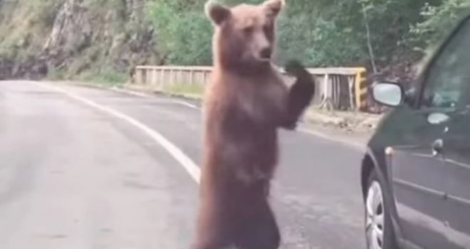 Urnebesna scena u Crnoj Gori: Medvjed zaustavio saobraćaj, a zbog onog što je uradio gore društvene mreže