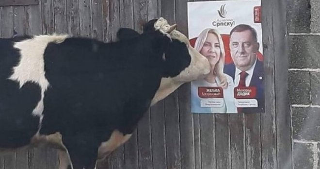 Urnebesna fotografija postala hit: Krava prišla SNSD-ovom plakatu i 'poljubila' Cvijanović, a Dodika...