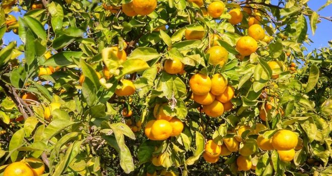 U neretvanskim mandarinama (ponovo) pronađen opasni pesticid, završile u Bosni i Hercegovini!