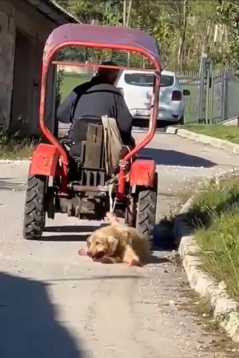 pas-traktor-mucenje-istocno-sarajevo-1