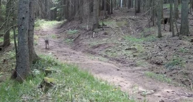 Vuk snimljen na području Skakavca: Potvrda zdravog i očuvanog ekosistema